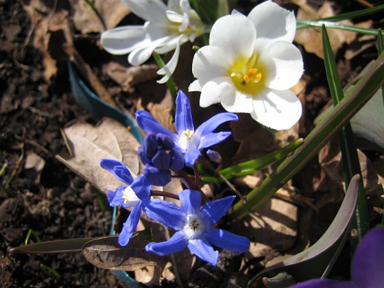 Krokus och Vårstjärna 
