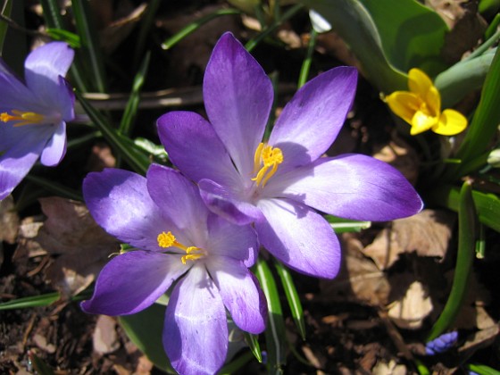 Krokus  
  
2011-04-09 084  
Granudden  
Färjestaden  
Öland