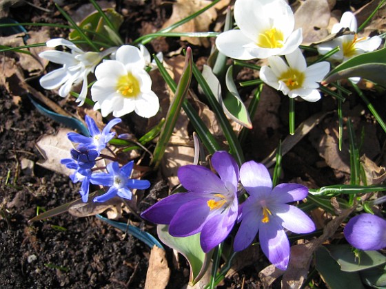 Krokus  
  
2011-04-09 086  
Granudden  
Färjestaden  
Öland