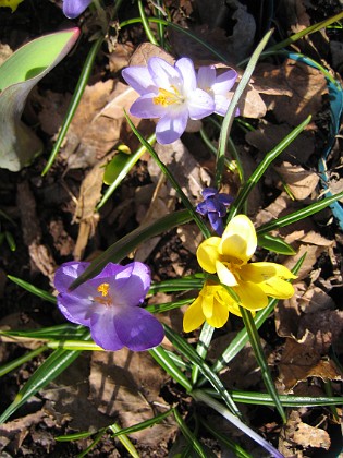 Krokus  
  
2011-04-09 088  
Granudden  
Färjestaden  
Öland