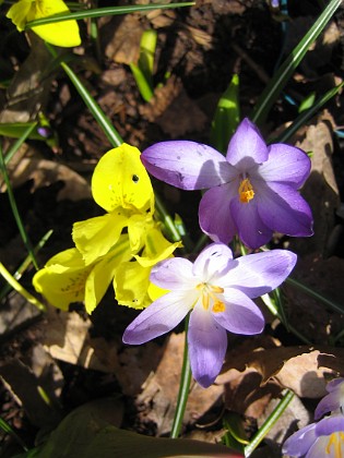 Krokus och Iris  
  
2011-04-09 089  
Granudden  
Färjestaden  
Öland