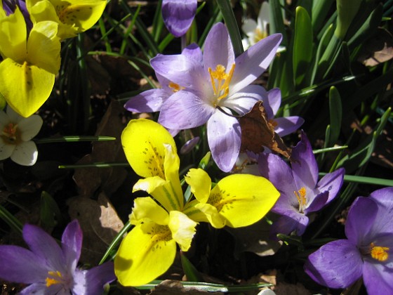 Krokus och Iris  
  
2011-04-09 090  
Granudden  
Färjestaden  
Öland