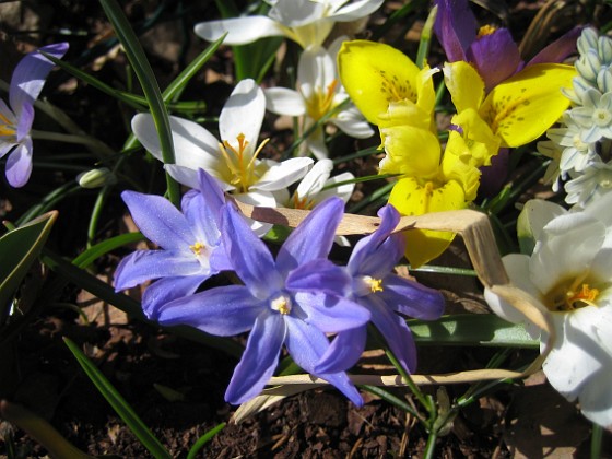 Vårstjärna, Iris och Krokus 
