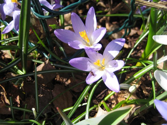 Krokus  
  
2011-04-09 094  
Granudden  
Färjestaden  
Öland