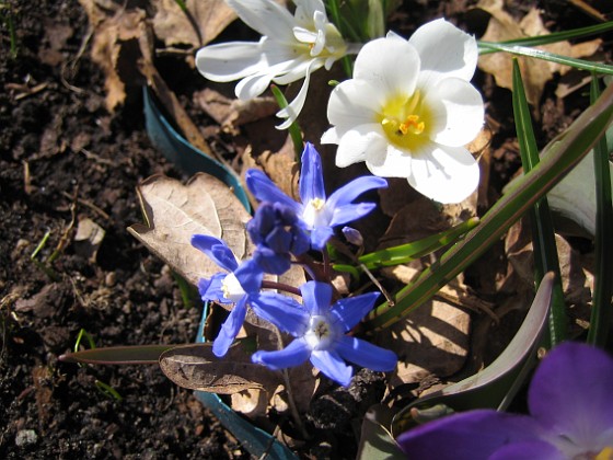 Vårstjärna och Krokus  
  
2011-04-09 095  
Granudden  
Färjestaden  
Öland