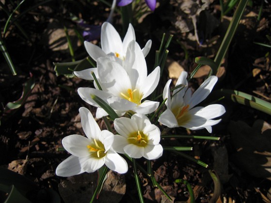 Krokus  
  
2011-04-09 096  
Granudden  
Färjestaden  
Öland