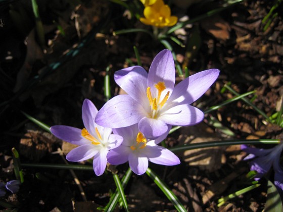 Krokus  
  
2011-04-09 097  
Granudden  
Färjestaden  
Öland