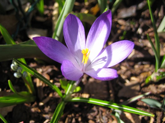 Krokus  
  
2011-04-09 098  
Granudden  
Färjestaden  
Öland