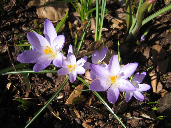 Krokus  
  
2011-04-09 100  
Granudden  
Färjestaden  
Öland