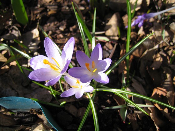 Krokus  
  
2011-04-09 101  
Granudden  
Färjestaden  
Öland