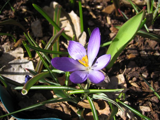 Krokus  
  
2011-04-09 102  
Granudden  
Färjestaden  
Öland