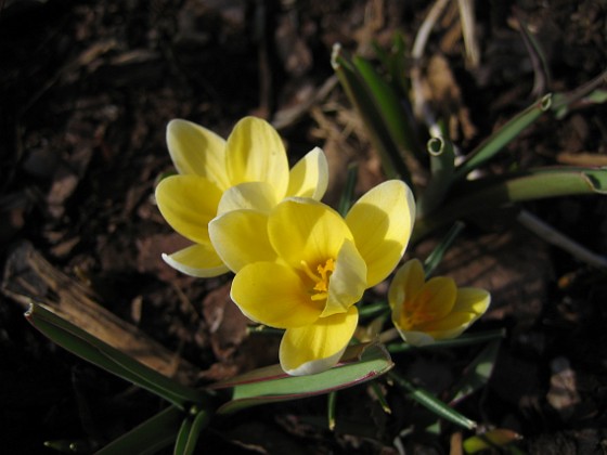 Krokus  
  
2011-04-09 103  
Granudden  
Färjestaden  
Öland