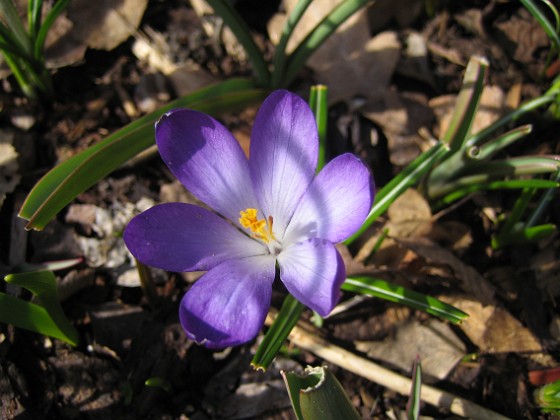 Krokus  
  
2011-04-09 104  
Granudden  
Färjestaden  
Öland