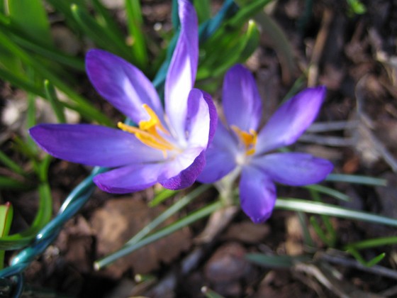 Krokus  
  
2011-04-09 105  
Granudden  
Färjestaden  
Öland