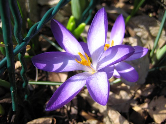 Krokus  
  
2011-04-09 106  
Granudden  
Färjestaden  
Öland