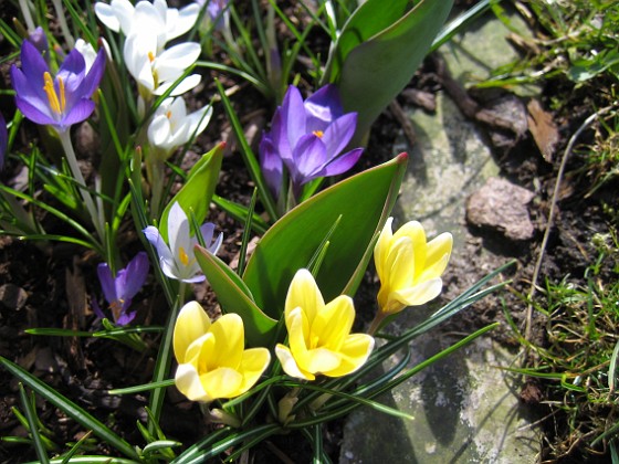 Krokus  
  
2011-04-09 108  
Granudden  
Färjestaden  
Öland