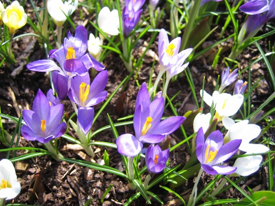 Krokus  
  
2011-04-09 109  
Granudden  
Färjestaden  
Öland