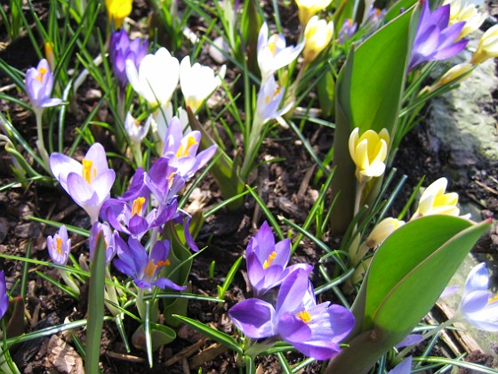 Krokus  
  
2011-04-09 110  
Granudden  
Färjestaden  
Öland