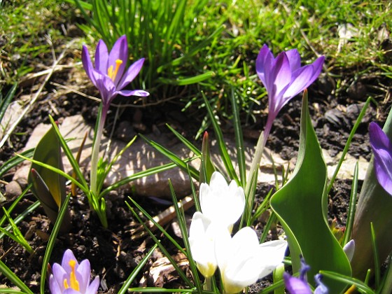 Krokus  
  
2011-04-09 111  
Granudden  
Färjestaden  
Öland