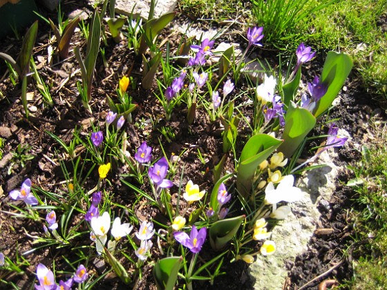 Krokus  
  
2011-04-09 113  
Granudden  
Färjestaden  
Öland