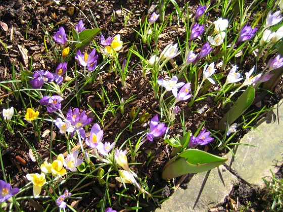 Krokus  
  
2011-04-09 115  
Granudden  
Färjestaden  
Öland