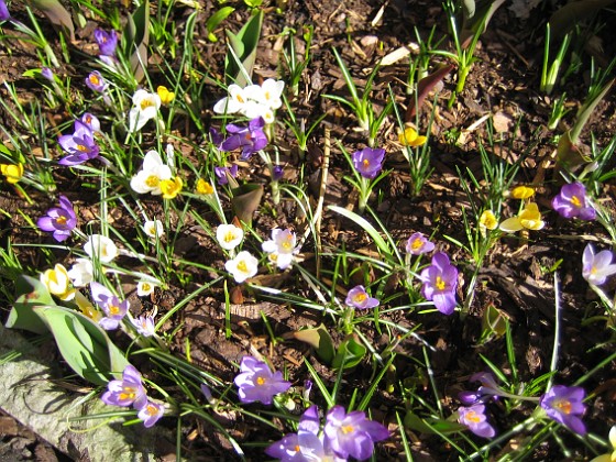 Krokus  
  
2011-04-09 116  
Granudden  
Färjestaden  
Öland