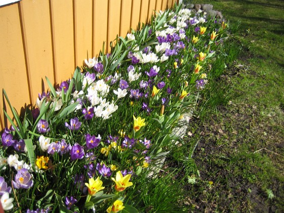 Krokus  
  
2011-04-09 120  
Granudden  
Färjestaden  
Öland