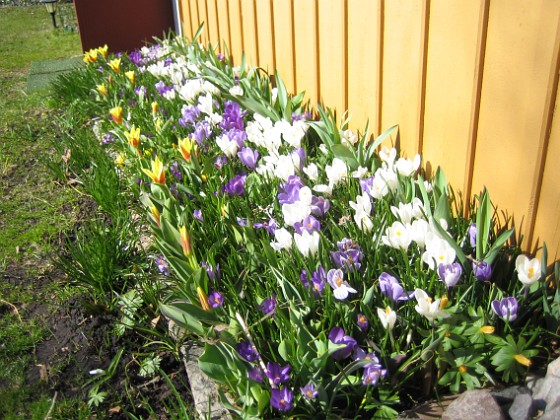 Krokus  
  
2011-04-09 121  
Granudden  
Färjestaden  
Öland