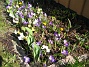 Krokus  
  
2011-04-09 006