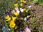 Krokus  
  
2011-04-09 013