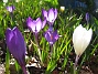 Krokus  
  
2011-04-09 042