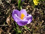 Krokus  
  
2011-04-09 052