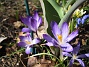 Krokus  
  
2011-04-09 068