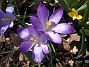 Krokus  
  
2011-04-09 085