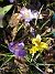 Krokus  
  
2011-04-09 088