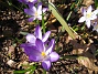 Krokus  
  
2011-04-09 099