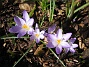 Krokus  
  
2011-04-09 100