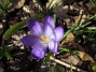 Krokus  
  
2011-04-09 104