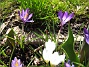 Krokus  
  
2011-04-09 111