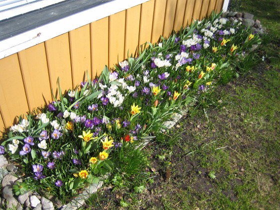 Krokus  
  
2011-04-10 001  
Granudden  
Färjestaden  
Öland