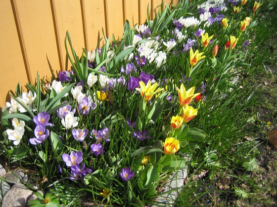 Krokus och Tulpaner