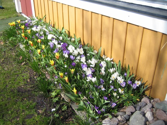 Krokus och Tulpaner 
