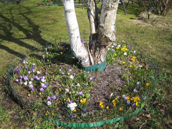 Krokus  
  
2011-04-10 006  
Granudden  
Färjestaden  
Öland