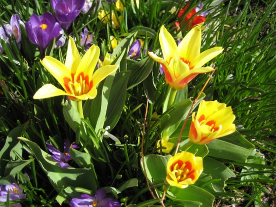 Tulpaner och Krokus  
  
2011-04-10 008  
Granudden  
Färjestaden  
Öland