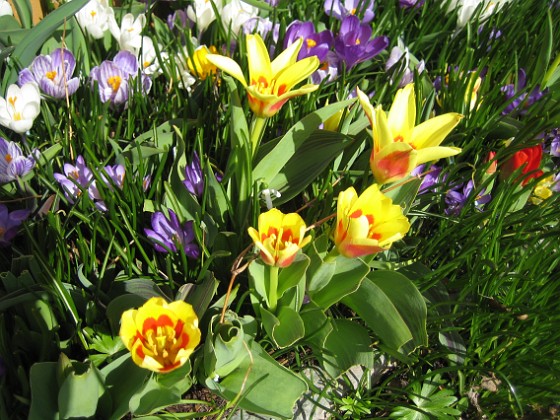 Tulpaner och Krokus  
  
2011-04-10 009  
Granudden  
Färjestaden  
Öland