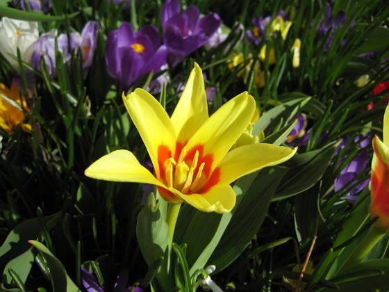 Tulpaner och Krokus  
  
2011-04-10 010  
Granudden  
Färjestaden  
Öland