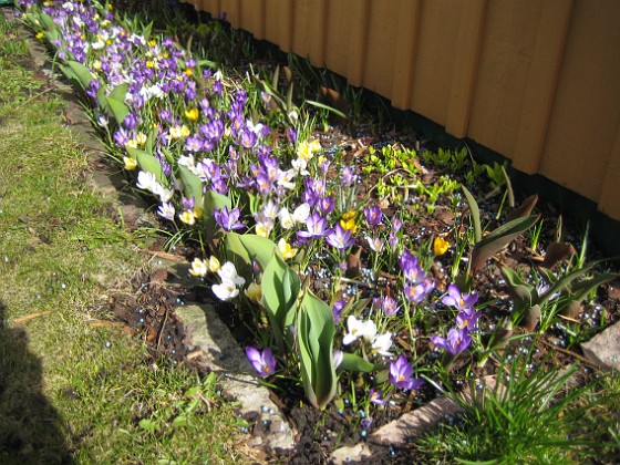 Krokus  
  
2011-04-10 020  
Granudden  
Färjestaden  
Öland