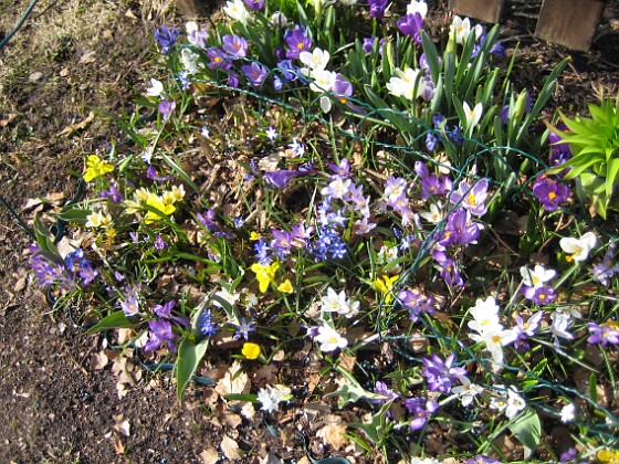 Krokus  
  
2011-04-10 022  
Granudden  
Färjestaden  
Öland