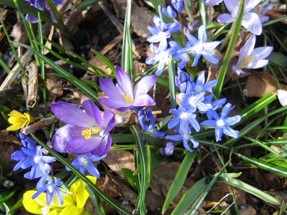 Krokus och Vårstjärna {  } 