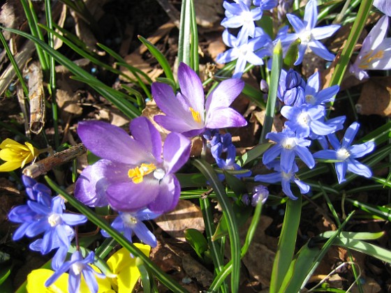 Krokus, Vårstjärna och Iris  
  
2011-04-10 024  
Granudden  
Färjestaden  
Öland